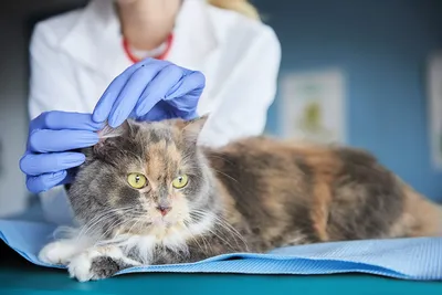 Кошка чешется 🐱 – причины зуда у котов, лечение и профилактика