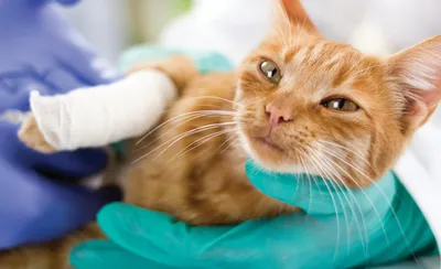 Плоскоклеточный рак у кошки: внешний вид, причины, лечение, фото