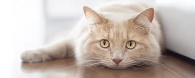Третье веко у кошек: причины появления и лечение