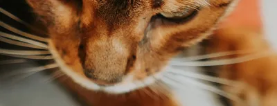 Перелом лапы у кошки: симптомы и первая помощь, лечение и реабилитация –  Статьи
