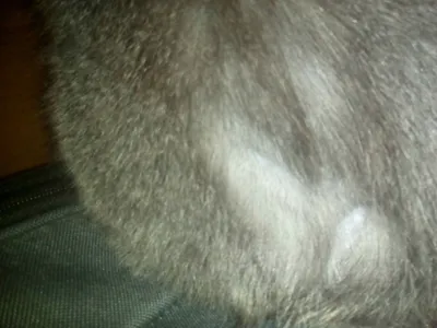 У кота выпала шерсть на спине - картинки и фото koshka.top