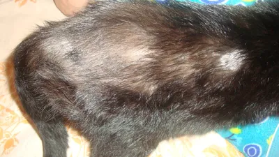 У кота выпала шерсть на спине - картинки и фото koshka.top