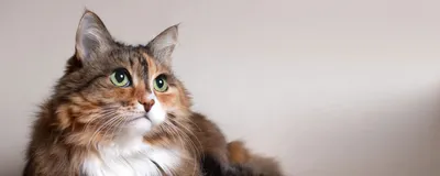 Выпадение шерсти у кошек: обычные и патологические причины, что делать,  профилактика алопеции
