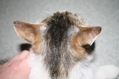 Кожные заболевания у кошек: все о «болячках», коростах и их лечение