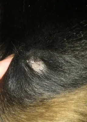 Кошка лысеет: почему и что делать, лечение и причины облысения живота,  задних лап