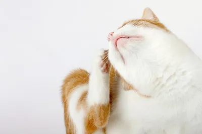 Появление блох у кошки: симптомы и лечение