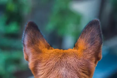 Красные уши у собаки - 66 фото