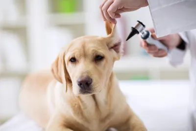 Как чистить уши собаки в домашних условиях правильно?