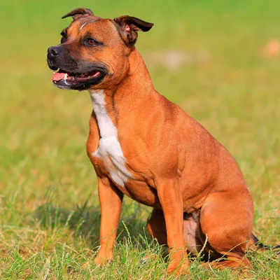 Красные уши у собаки - причины и лечение