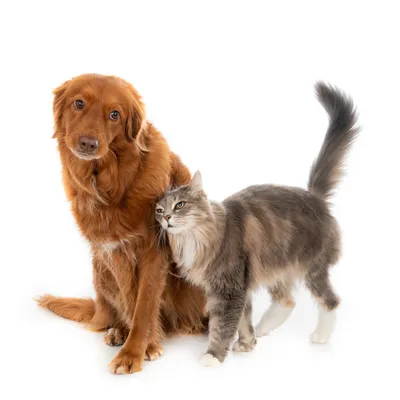Гематома уха у собаки - лечение и причины возникновения