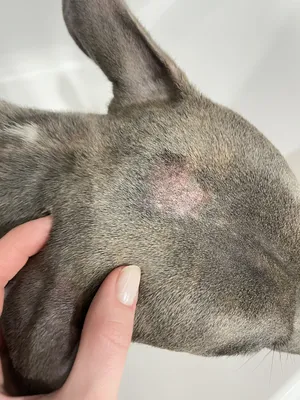 Аллергия у собаки | Пикабу