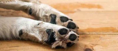 У собаки на лапах между пальцев болячка (57 фото) - картинки sobakovod.club
