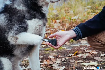 У собаки между пальцев шишка фото фотографии
