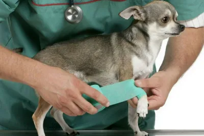 Межпальцевый дерматит у собак: симптомы, лечение и профилактика