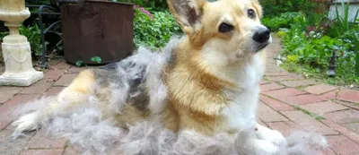 Выпадение шерсти у собаки - основные признаки и профилактика | Royal Canin  UA
