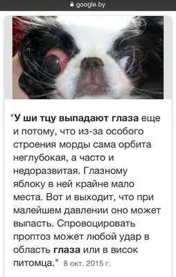 Собака с вываливающимися глазами (40 фото) - картинки sobakovod.club