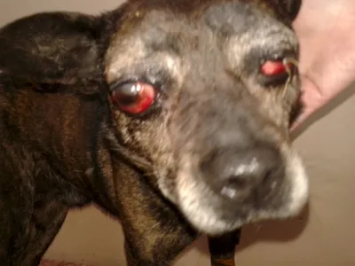 Правда ли, что у некоторых пород собак от испуга или страха могут выпасть  глаза? | Пикабу