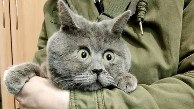 Удивленный кот фото 