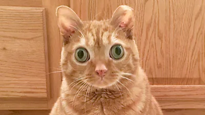 Удивленный Кот — стоковые фотографии и другие картинки Аргентина -  Аргентина, Большая кошка, Выражение лица - iStock