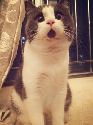 Удивленный кот | Пикабу