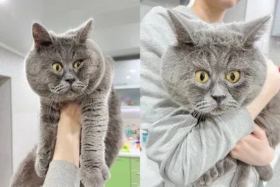 Модульная картина Удивленный кот - купить по выгодной цене в  интернет-магазине OZON (681477664)