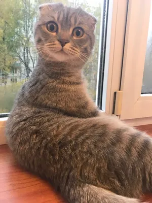 Удивленный кот | Пикабу