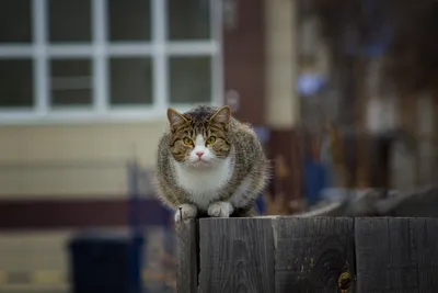 Заработал себе - помоги другому»: Сколько вечно удивленный кот Федя  зарабатывал на Instagram* и куда направил лапы - KP.RU