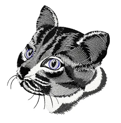 удивленный кот стоковое изображение. изображение насчитывающей  млекопитающее - 19334289