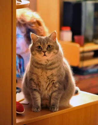 Удивленный кот» — создано в Шедевруме