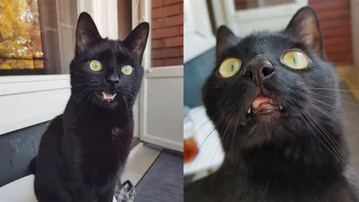 Удивленный кот с раскрытым ртом» — создано в Шедевруме