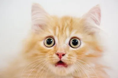 удивленный кот, мультфильм, ручная роспись, кошка png | Klipartz