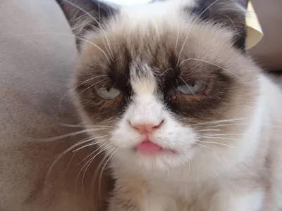 Grumpy Cat — Википедия