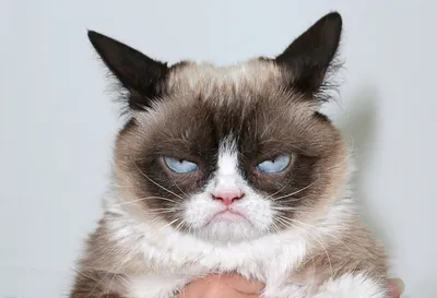Grumpy Cat умер: как злой кот стал мемом - фото - угрюмый кот - новости |  OBOZ.UA