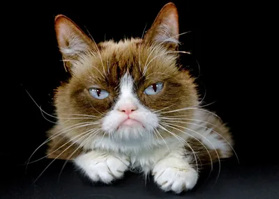 Купить детская футболка Printio Угрюмый кот grumpy cat цв.черный р.128,  цены на Мегамаркет | Артикул: 600002536017