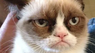 Умерла Грампи Кэт — самая сердитая кошка в интернете 😿 — Meduza | Хмурый  кот, Котята, Мемы про котов