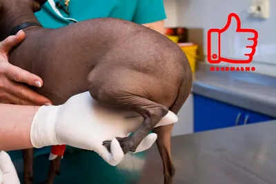 Как сделать укол собаке внутримышечно? - YouTube