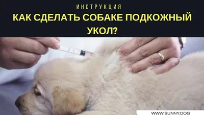 Как сделать укол кошке или собаке