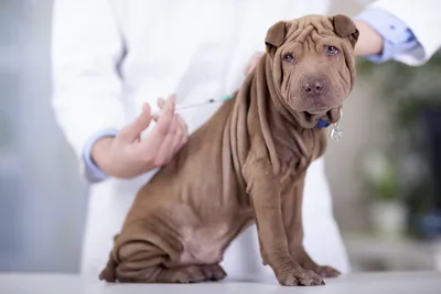 Подкожный укол, как делать? Как сделать собаке подкожный укол? Инструкция -  YouTube