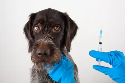 Вакцинация собак: схема, правила, график | Домашние животные - самое важное  | Дзен