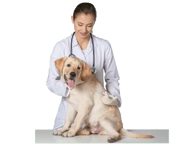 Вакцинация собак: зачем нужна и когда делать? - BarberPet