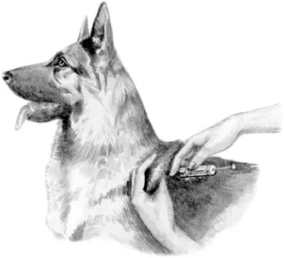 Как сделать укол собаке: правила и полезные советы - LAIKY