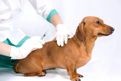 Как сделать внутримышечный укол собаке, инструкции по процедуре