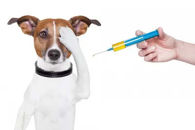 Внутримышечные инъекции собаке круглосуточно от Векта1, уколы животным на  дому г. Санкт-Петербург