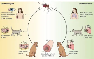 Собаки и комары: 5 способов защиты