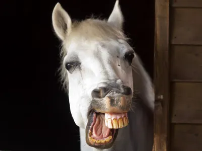 Укус лошади залива внешний стоковое изображение. изображение насчитывающей  пары - 88489425
