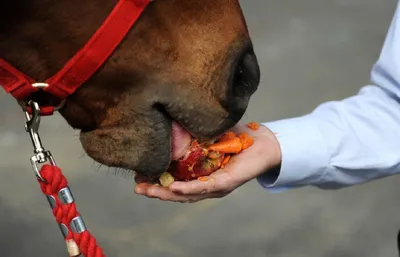 Крышка для рта лошади Предотвращает укус Лошади Снаряжение для верховой  езды Контролирует потребление лошадью пищи 8216012 | AliExpress