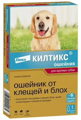 Ответы Mail.ru: Укус собаки, но через куртку, без крови!