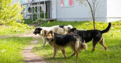 Пироплазмоз и клещи у собак — ветклиника «АМИКУС ВЕТ»