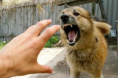 Что делать, если вашу собаку укусил клещ. Как извлечь клеща и обследовать  животное.
