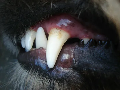 В Зеленогорске собака укусила в лицо соседского 9-летнего мальчика